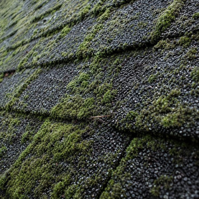 Thick green moss growing along the shaded edges of asphalt shingles on a north-facing slope.